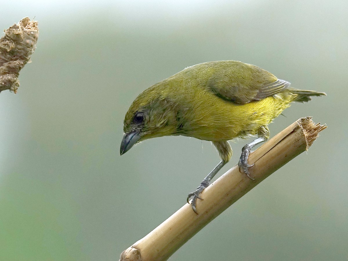 Scarlet-rumped Tanager - ML618977789