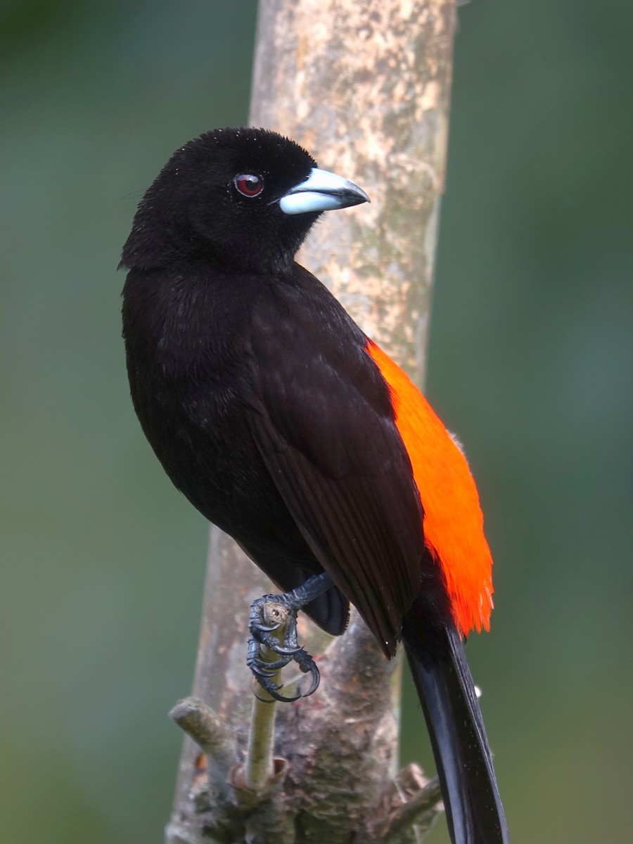 Scarlet-rumped Tanager - ML618977794