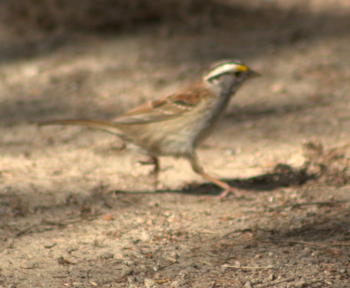 White-throated Sparrow - lydia Harrisson