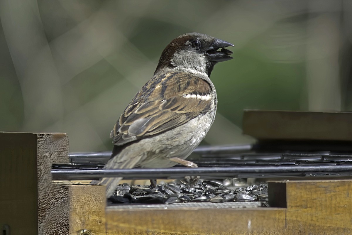 House Sparrow - Jim Tonkinson