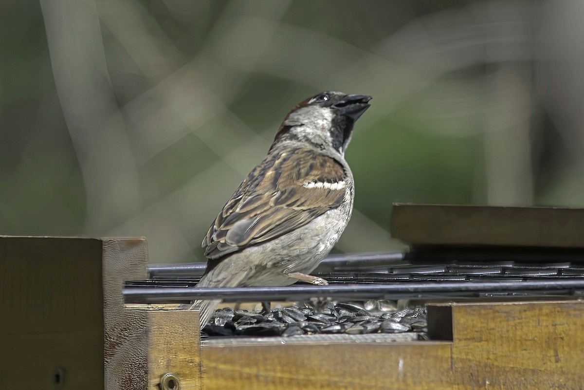 House Sparrow - Jim Tonkinson