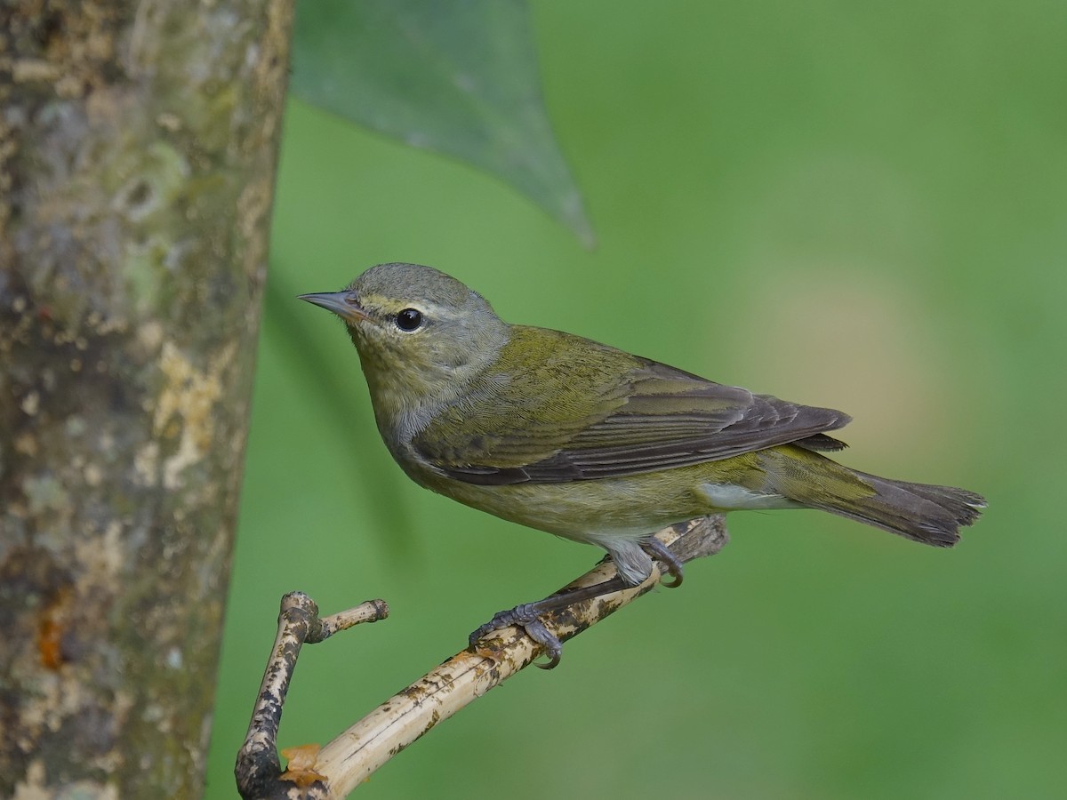Tennessee Warbler - Stéphane  Thomin