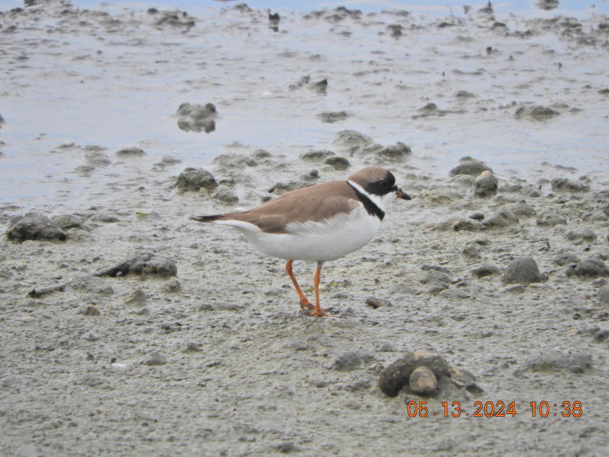 Semipalmated Plover - Charles  Ritter