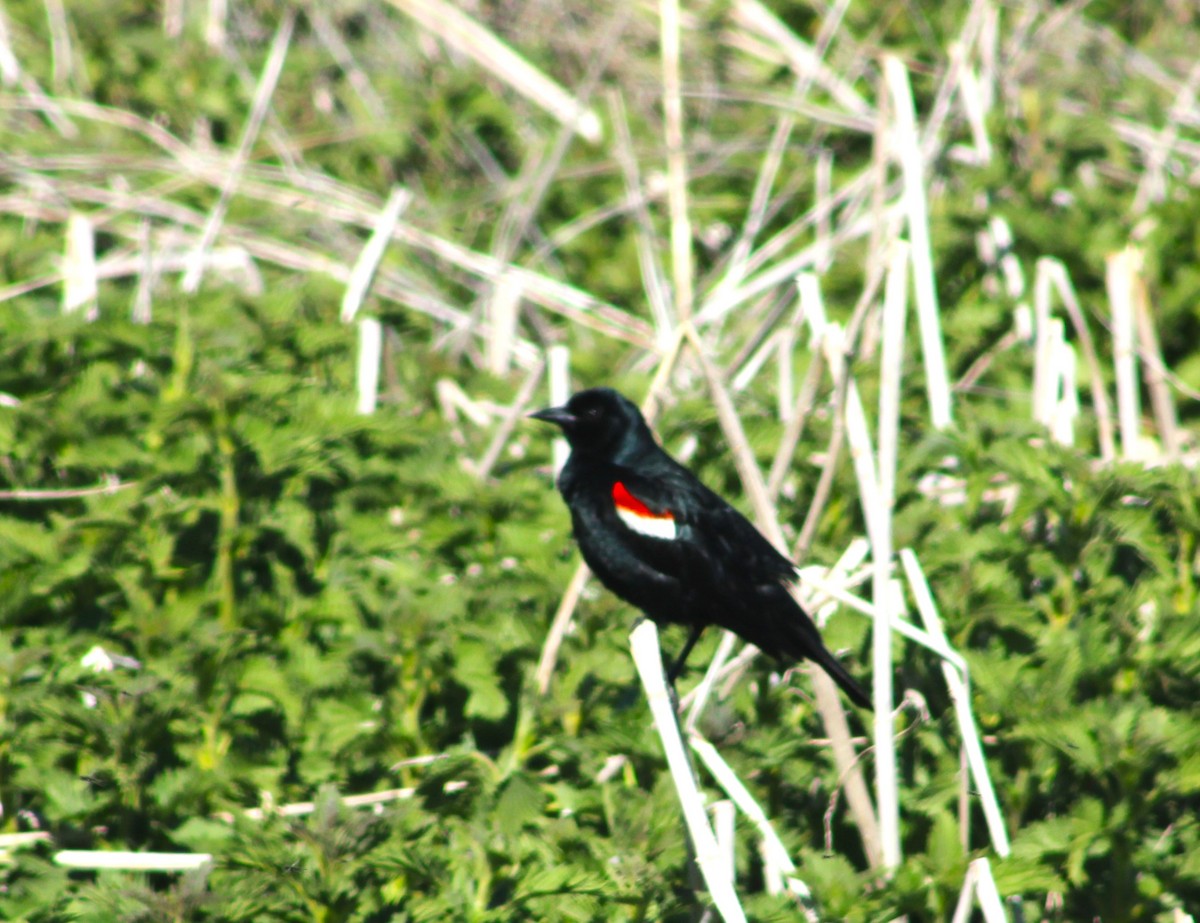 Tricolored Blackbird - ML618977845