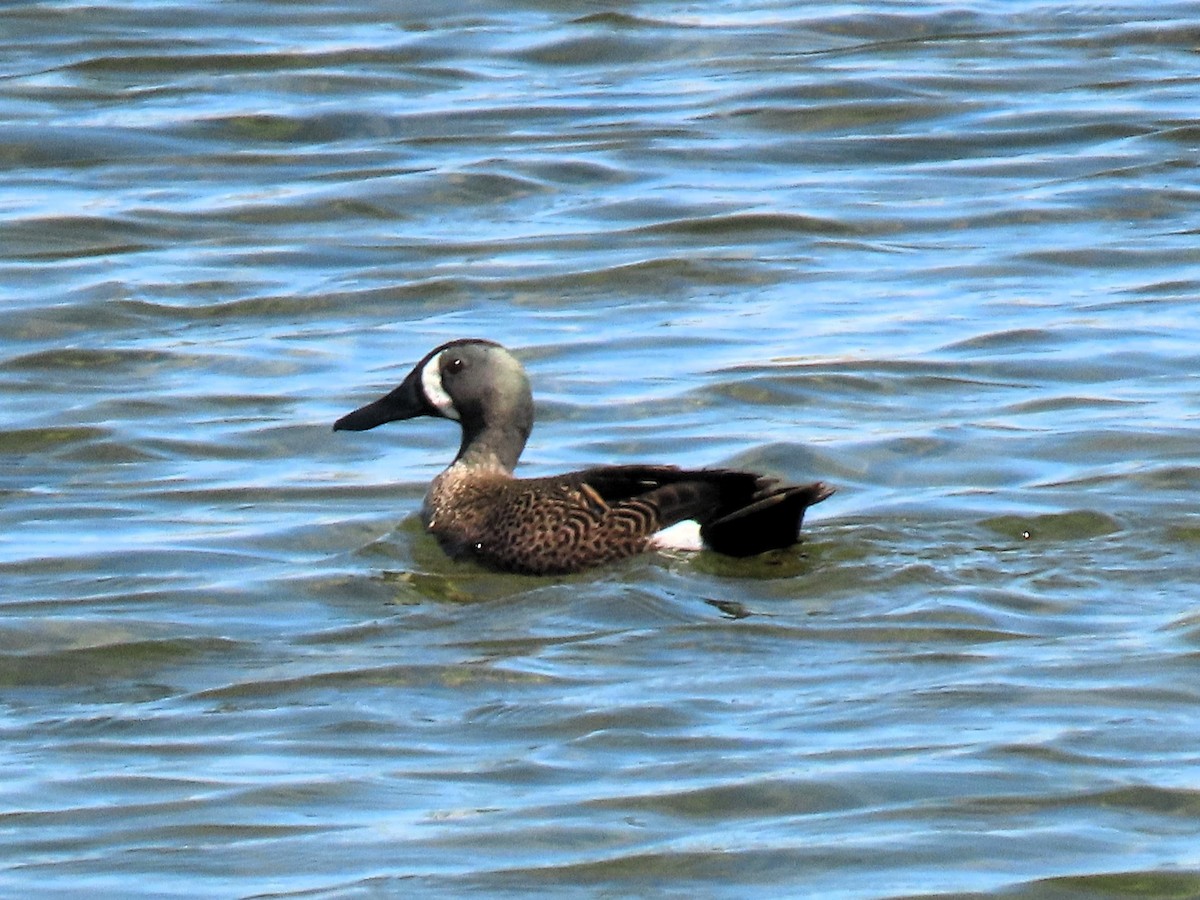 Blue-winged Teal - ML618977870