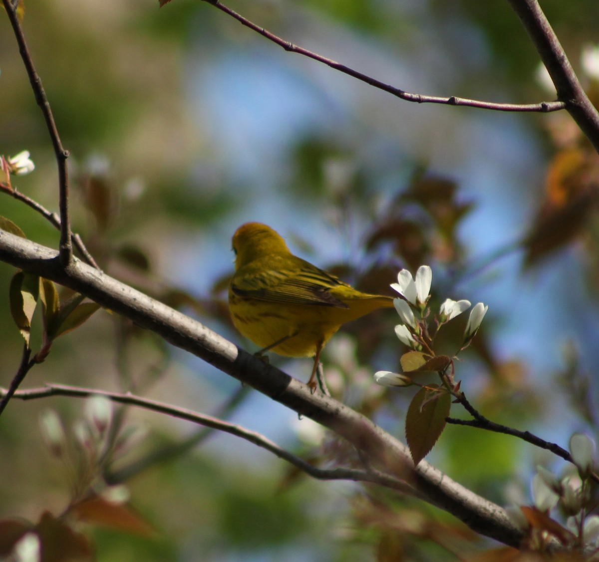 Yellow Warbler - lydia Harrisson