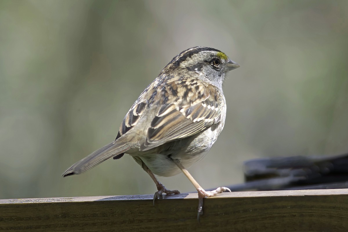 White-throated Sparrow - ML618977890