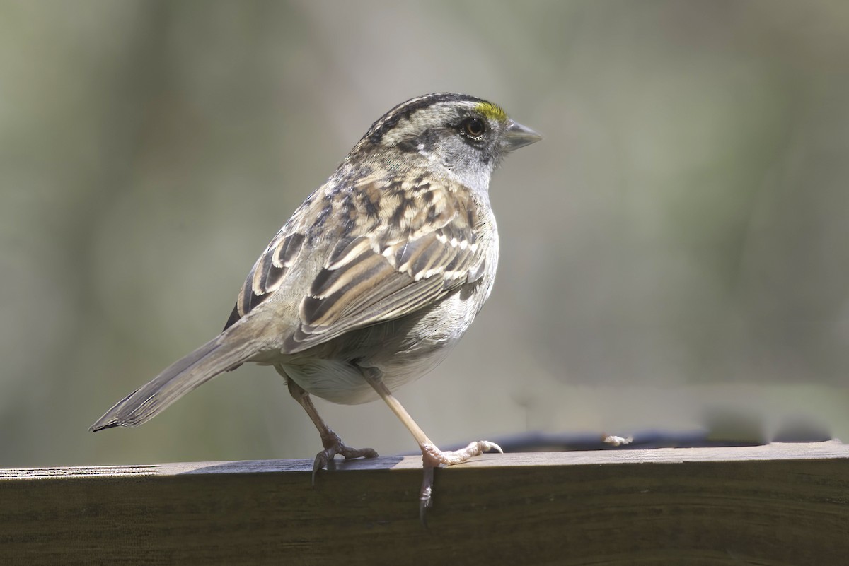 White-throated Sparrow - Jim Tonkinson