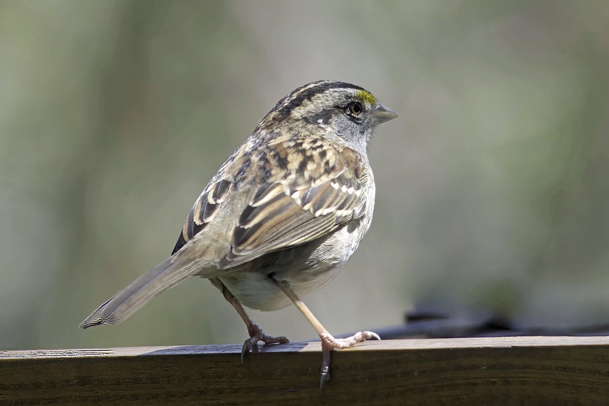 White-throated Sparrow - ML618977896