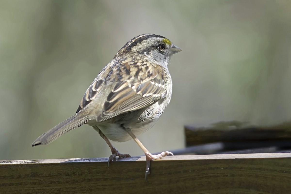 White-throated Sparrow - ML618977897