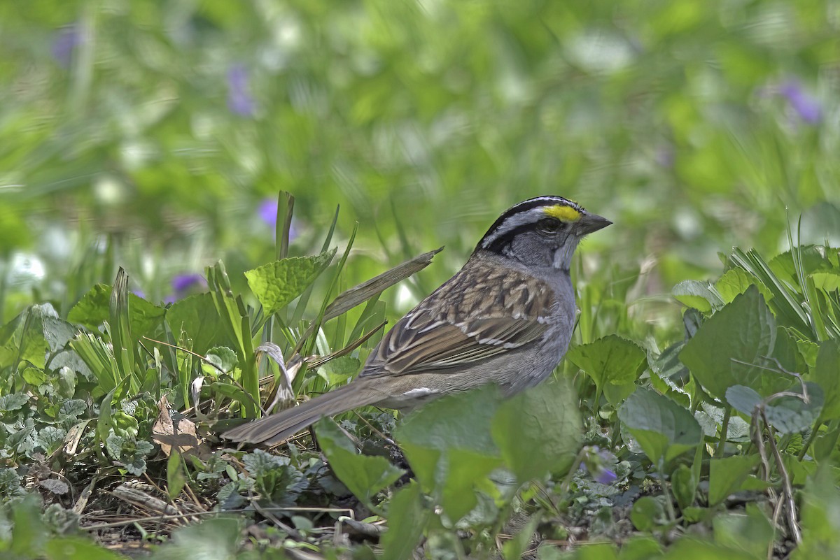 White-throated Sparrow - ML618977901