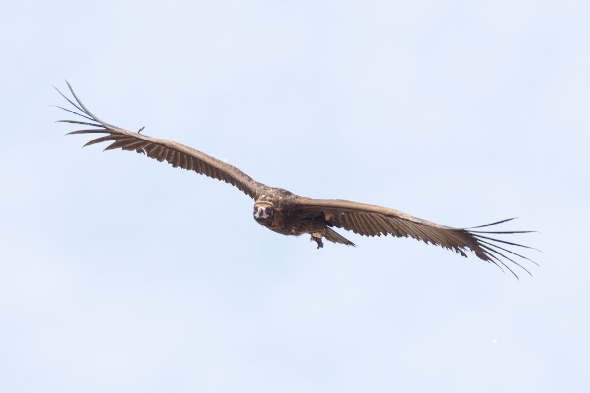 Cinereous Vulture - ML618977940