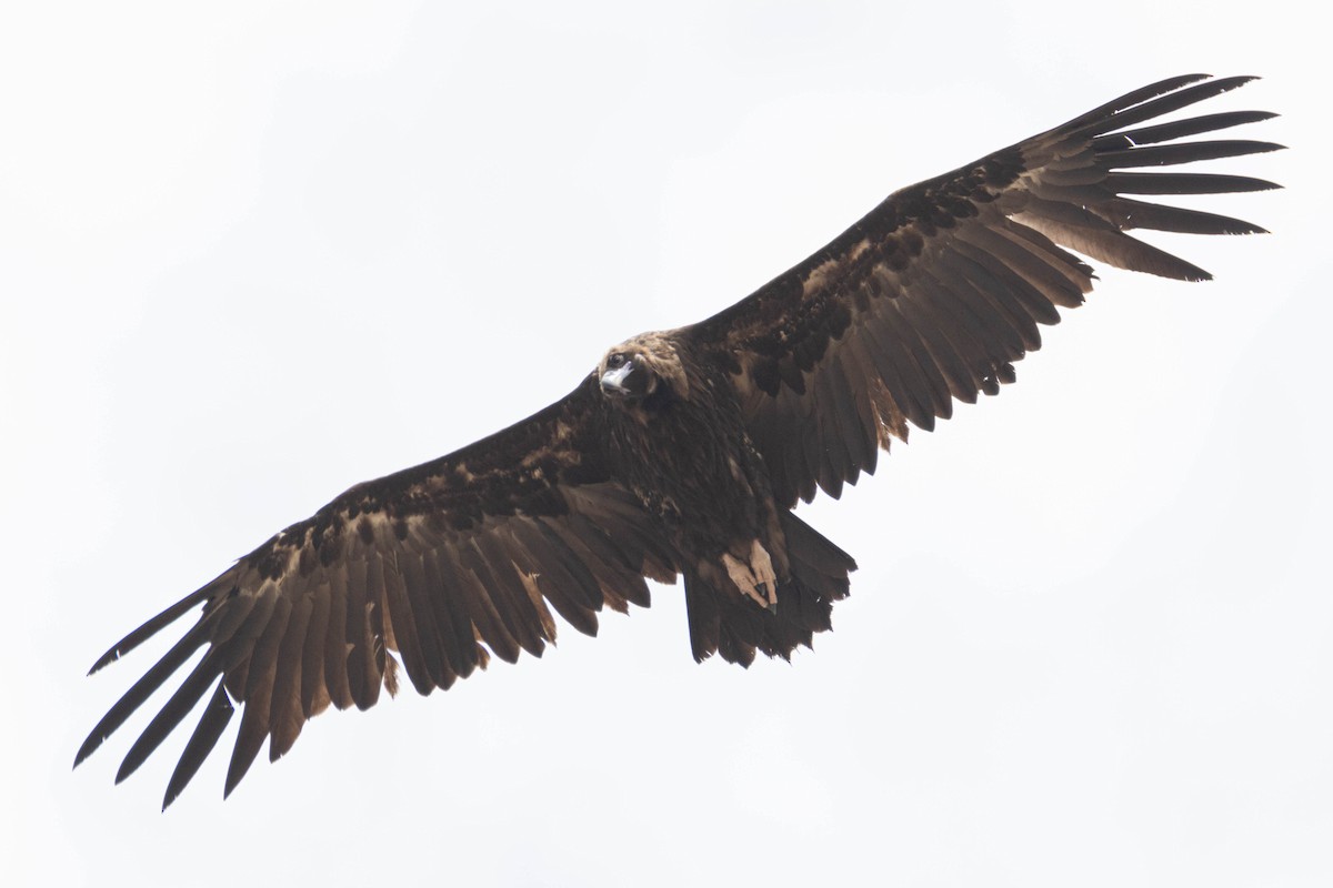 Cinereous Vulture - ML618977941