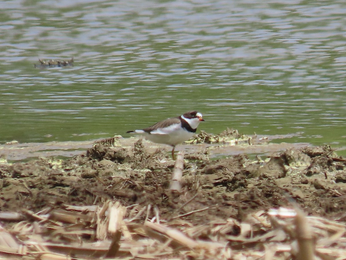 Semipalmated Plover - ML618977943