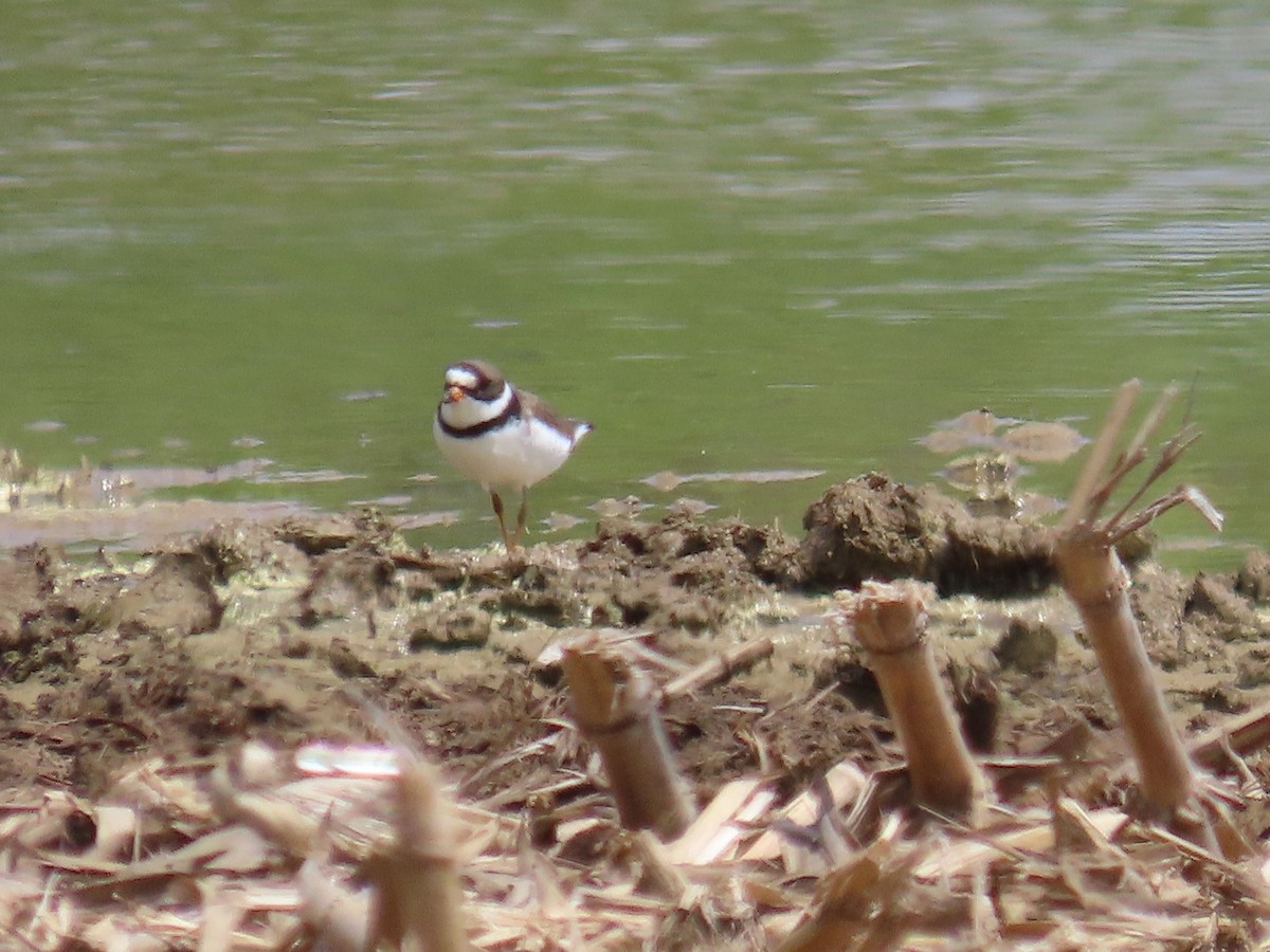 Semipalmated Plover - ML618977944