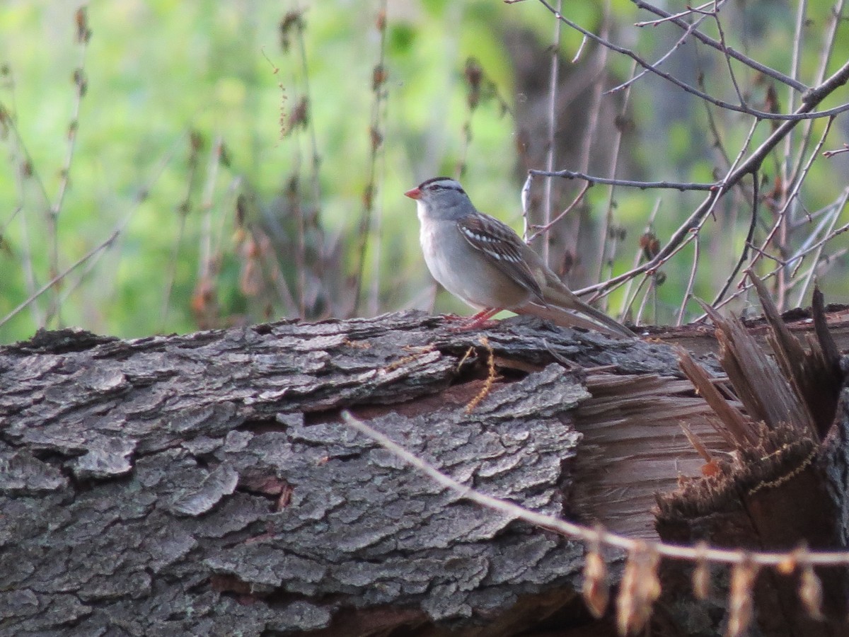 White-crowned Sparrow - ML618977946