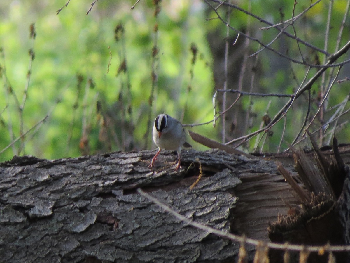 White-crowned Sparrow - Norka Saldana