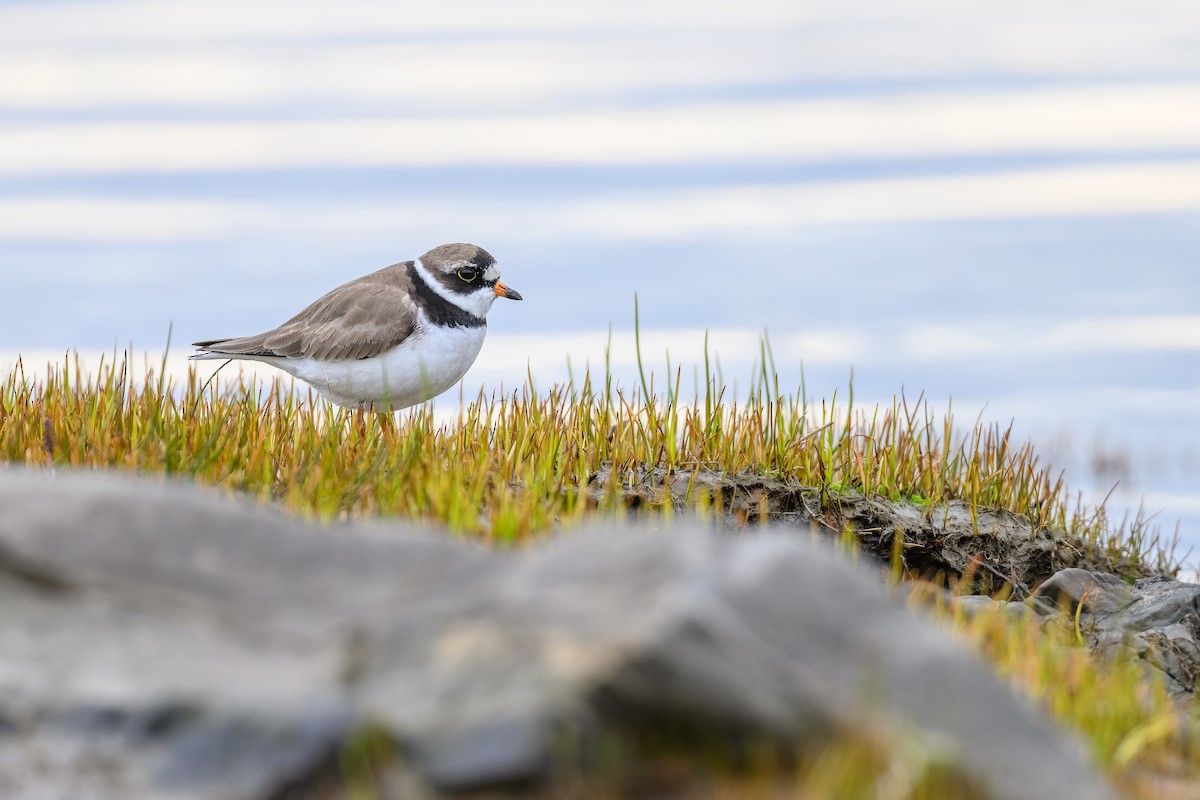 Semipalmated Plover - ML618977953