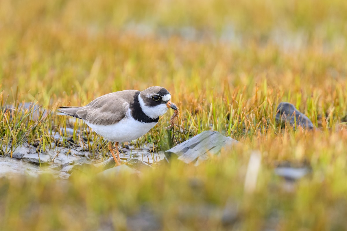 Semipalmated Plover - ML618977955