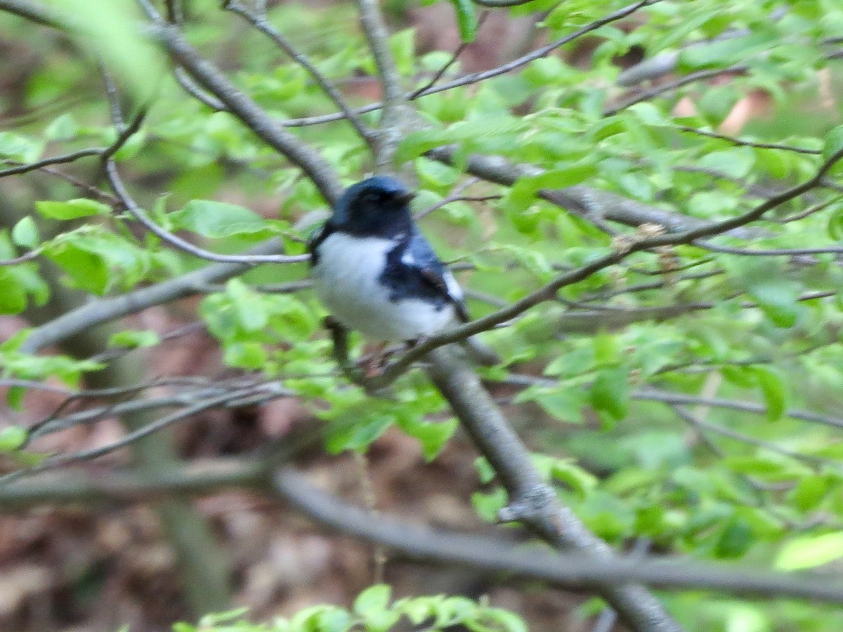 Black-throated Blue Warbler - Norka Saldana