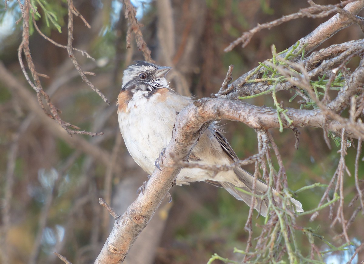 Rufous-collared Sparrow - ML618978012