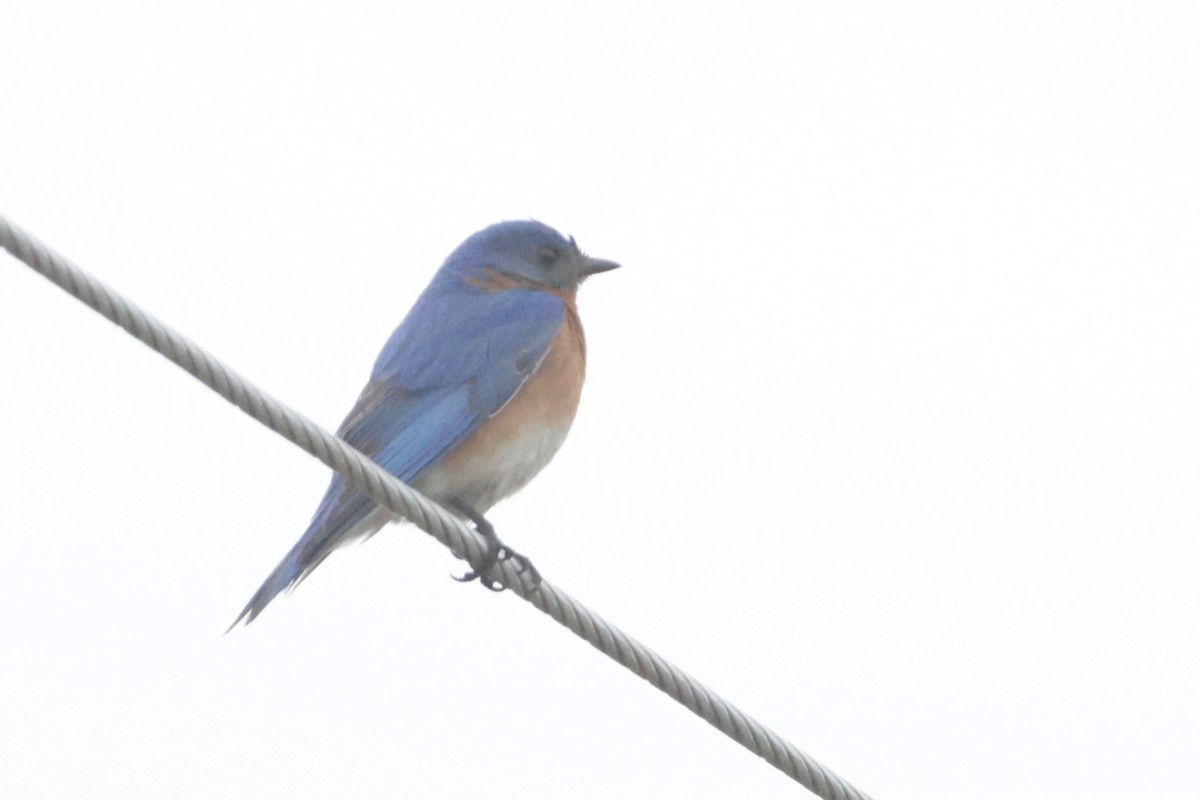 Eastern Bluebird - Dary Tremblay