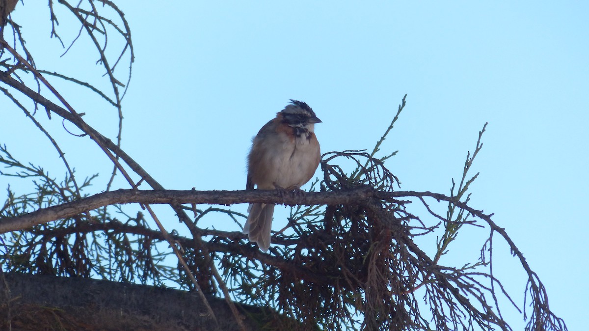 Rufous-collared Sparrow - Reynaldo Valdivia Reyes