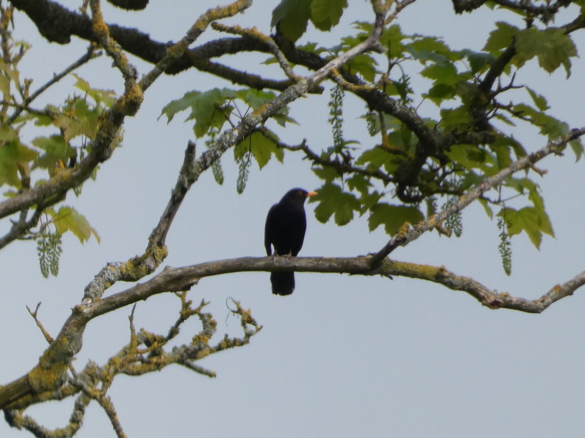 Eurasian Blackbird - ML618978039