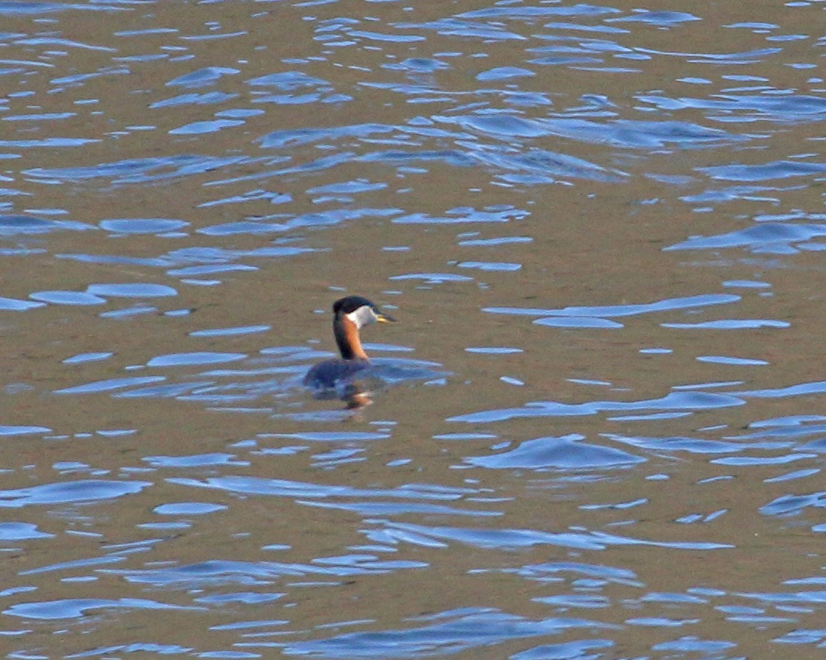 Red-necked Grebe - ML618978049