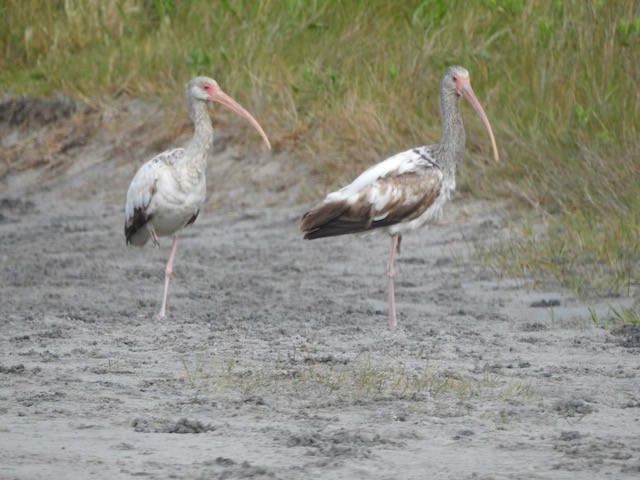 ibis bílý - ML618978072