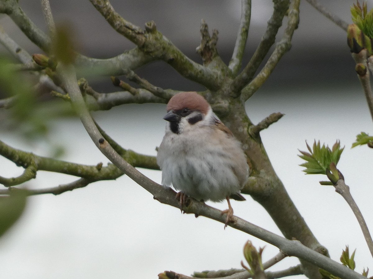 Eurasian Tree Sparrow - ML618978110