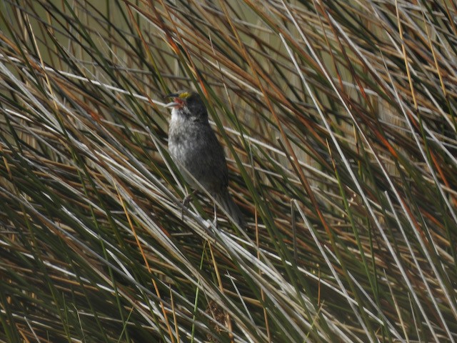 Seaside Sparrow - ML618978129