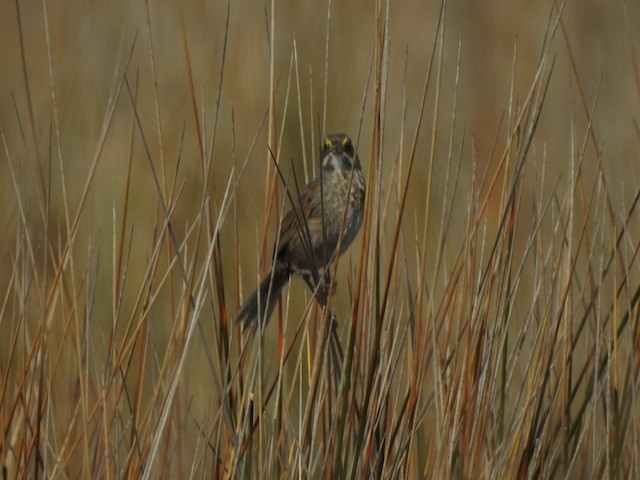Seaside Sparrow - ML618978131