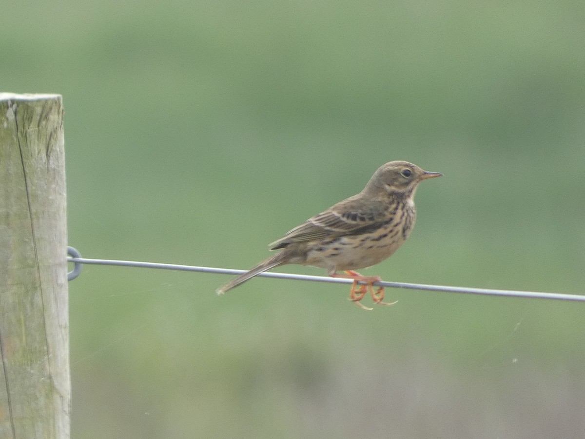 Meadow Pipit - ML618978170
