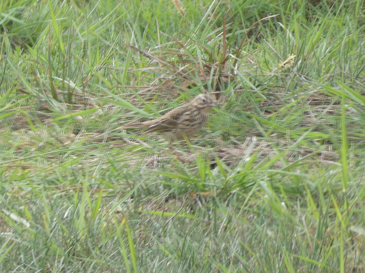 Meadow Pipit - ML618978171