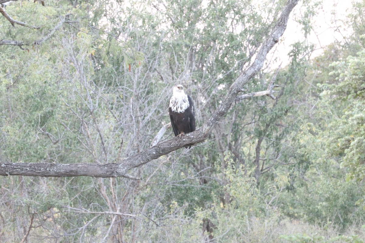 African Fish-Eagle - ML618978175