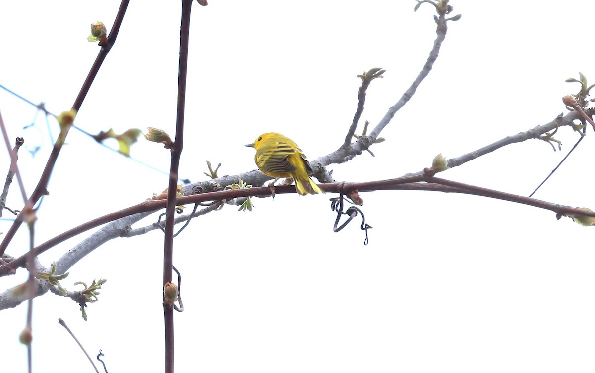 Yellow Warbler - ML618978190