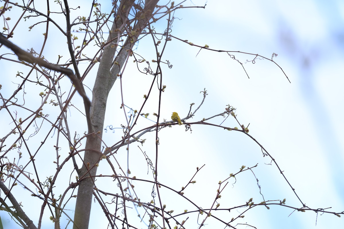Yellow Warbler - ML618978198