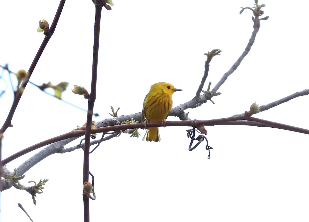 Yellow Warbler - ML618978229