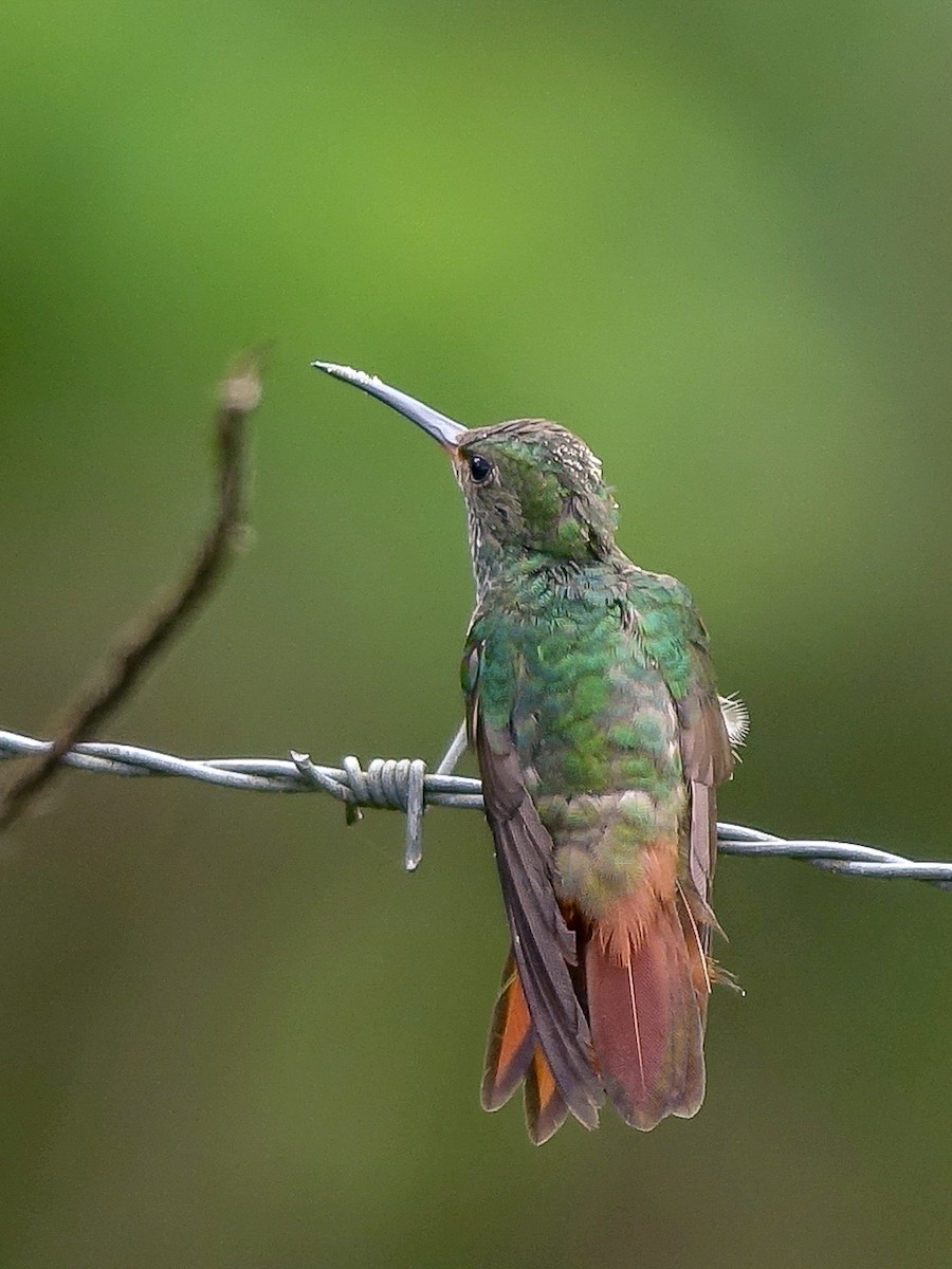 Rufous-tailed Hummingbird - ML618978269