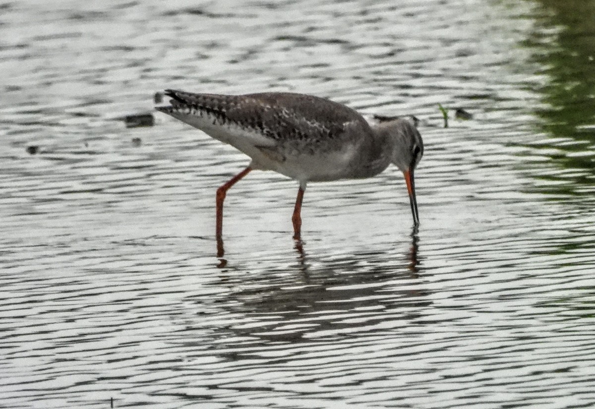 Spotted Redshank - ML618978280
