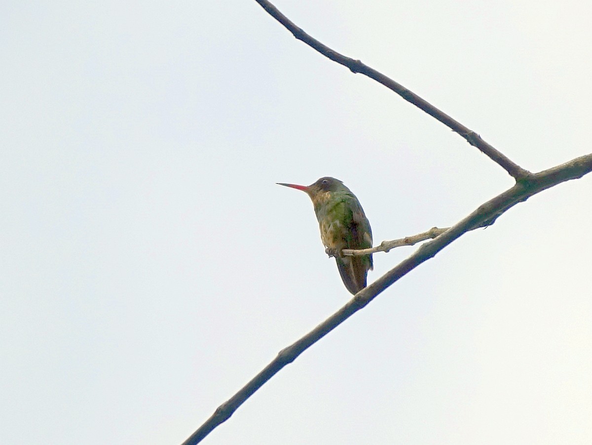 Black-crested Coquette - Stéphane  Thomin