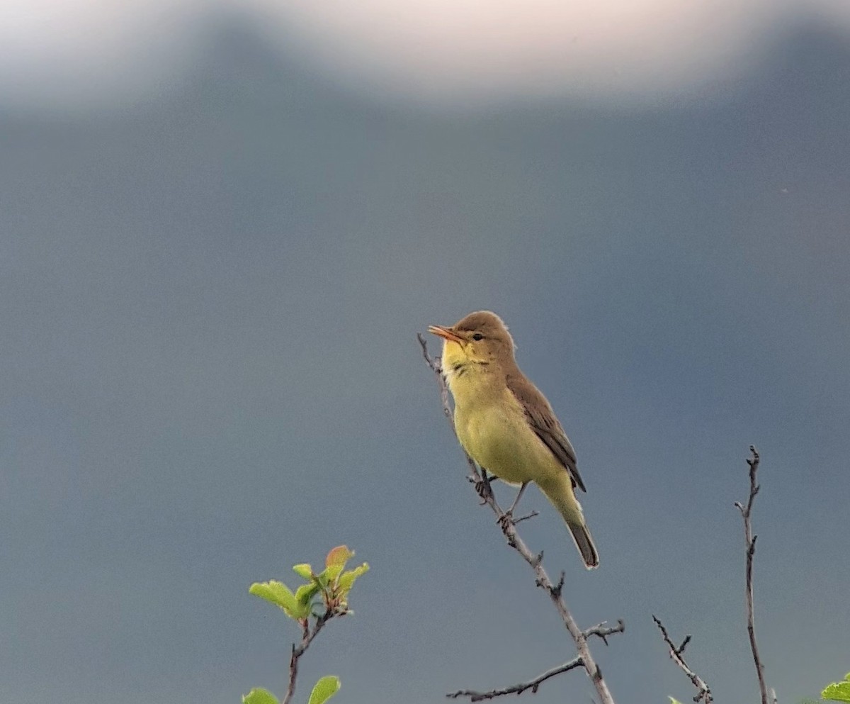 Melodious Warbler - ML618978301