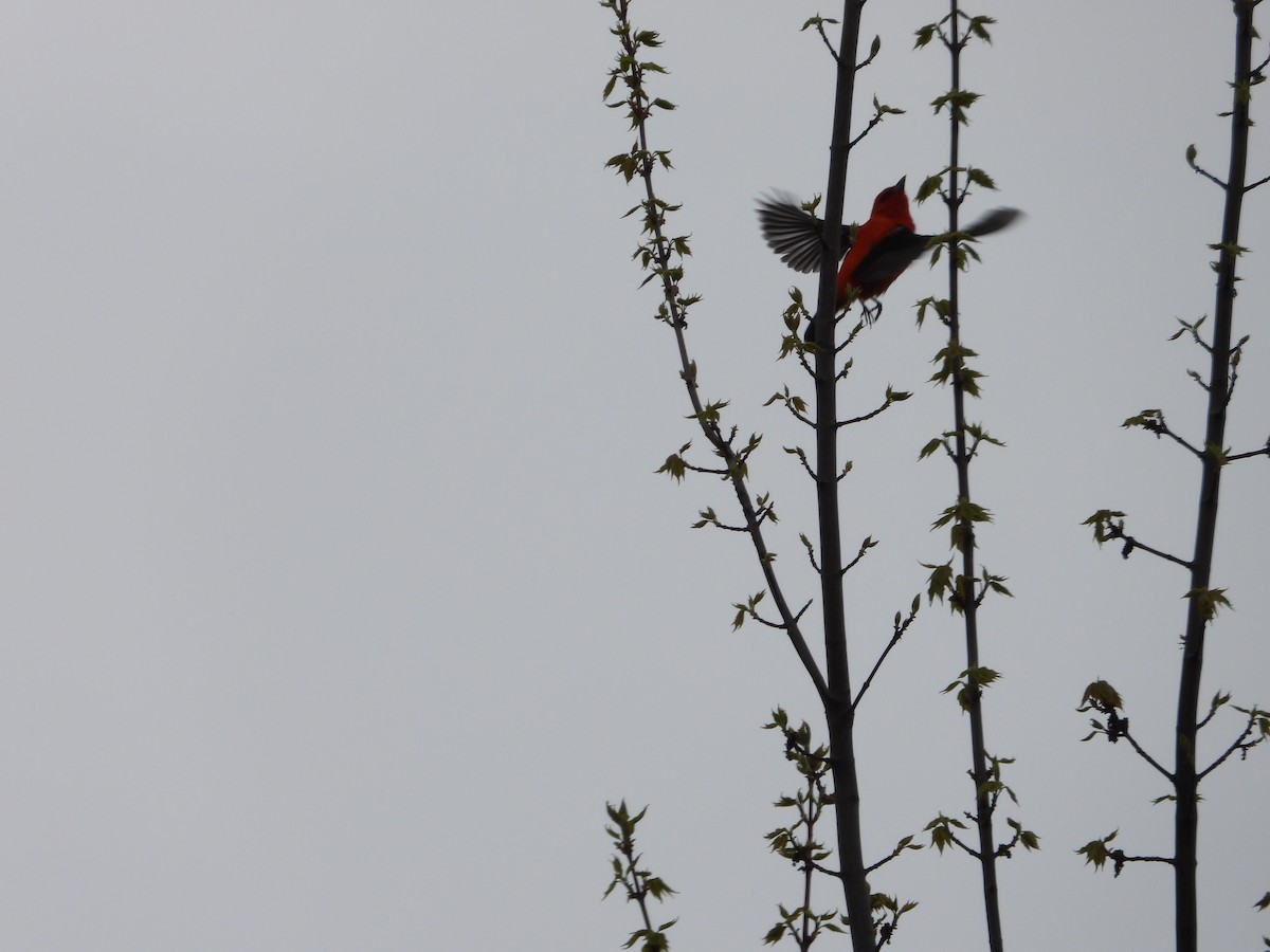 Scarlet Tanager - ML618978311