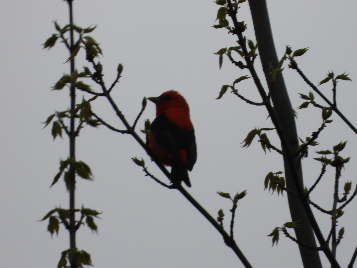 Scarlet Tanager - ML618978316