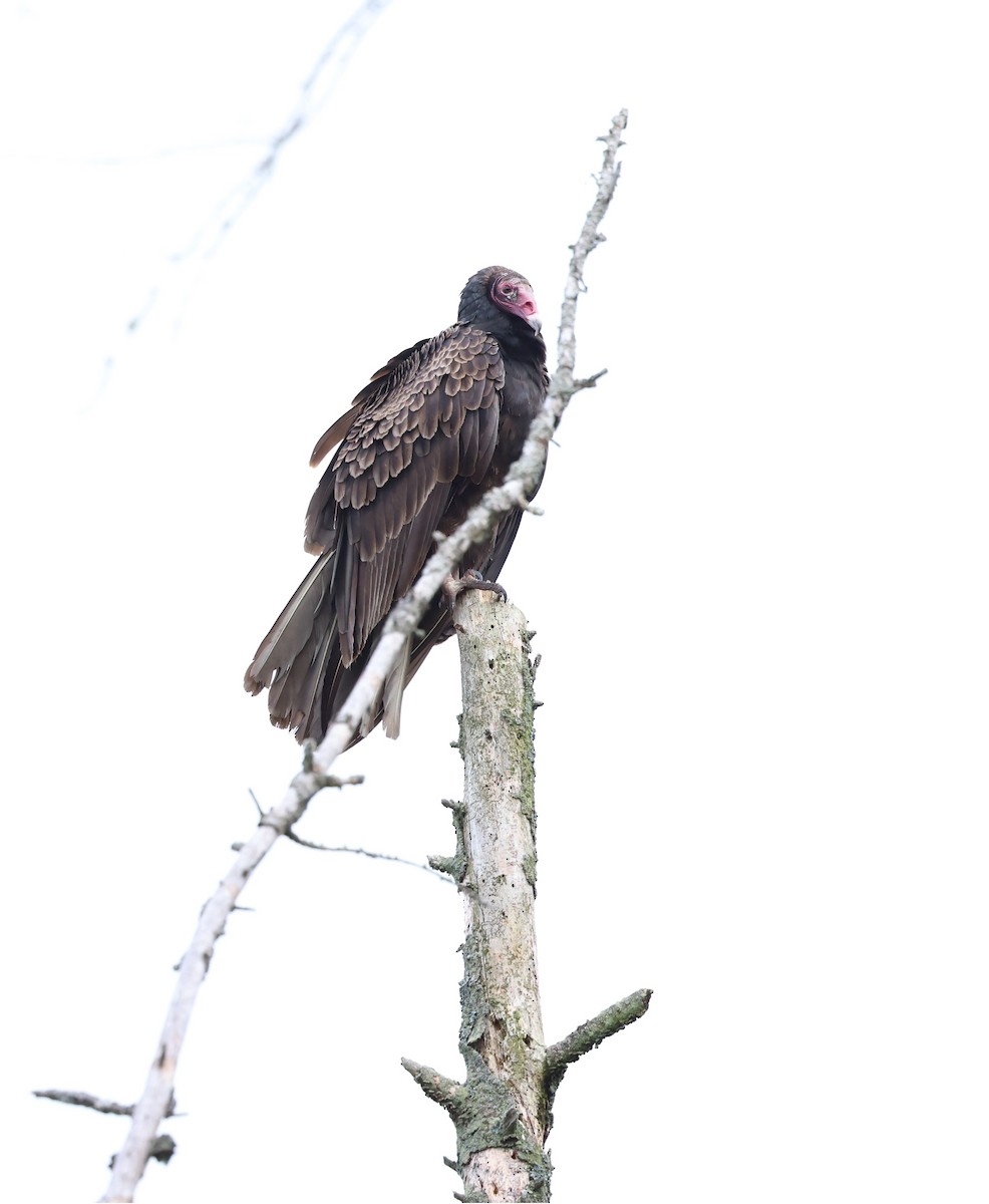 Turkey Vulture - Marie Provost