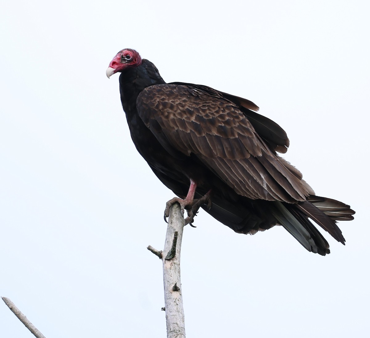 Turkey Vulture - Marie Provost