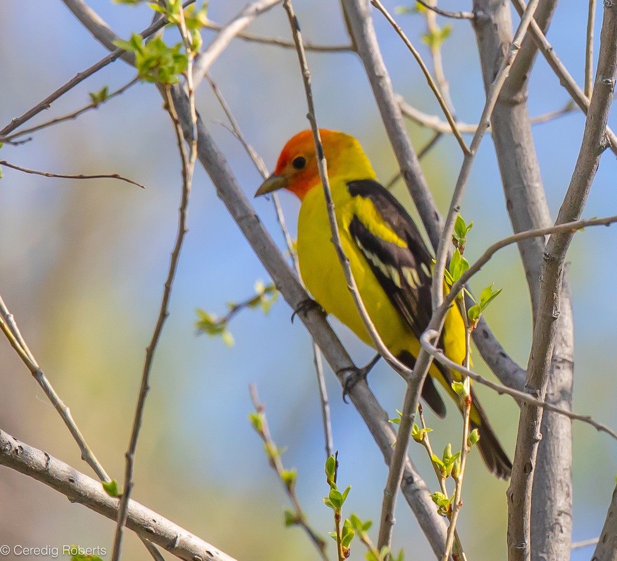 Western Tanager - ML618978368