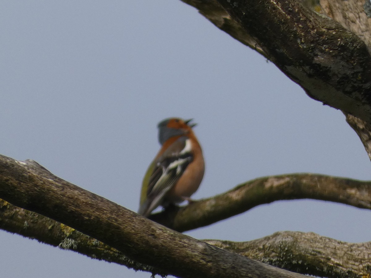 Common Chaffinch - Mike Tuer