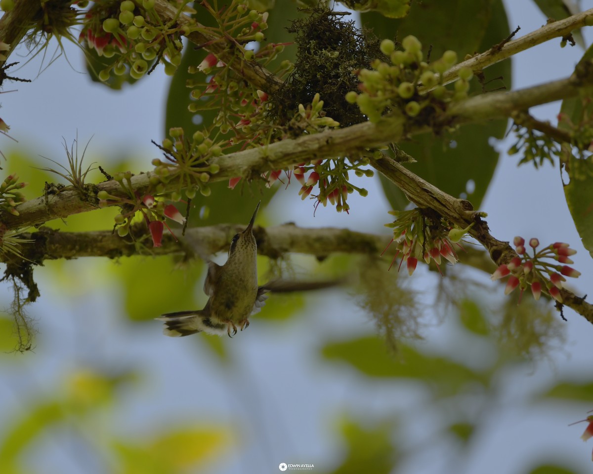 Speckled Hummingbird - ML618978406